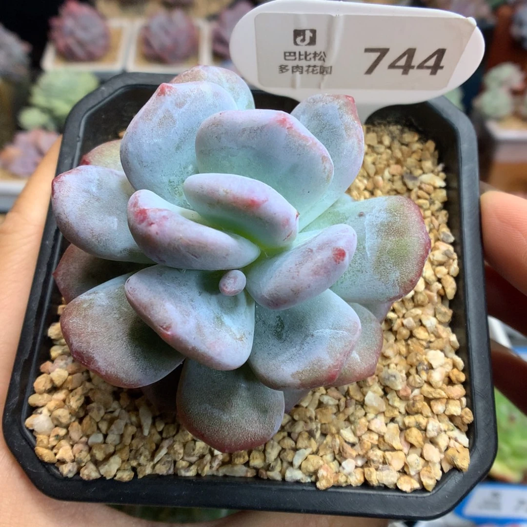 744灭心星影石化多肉植物