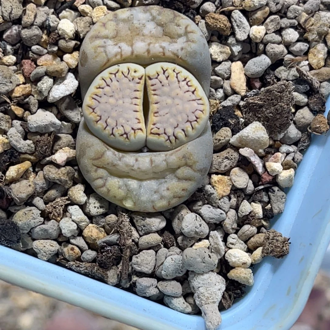 7287金边饼干1尺寸1.7