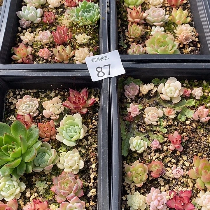 87 多肉植物盆栽花卉