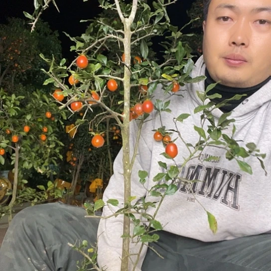 无花朵金弹子庭院原生品种