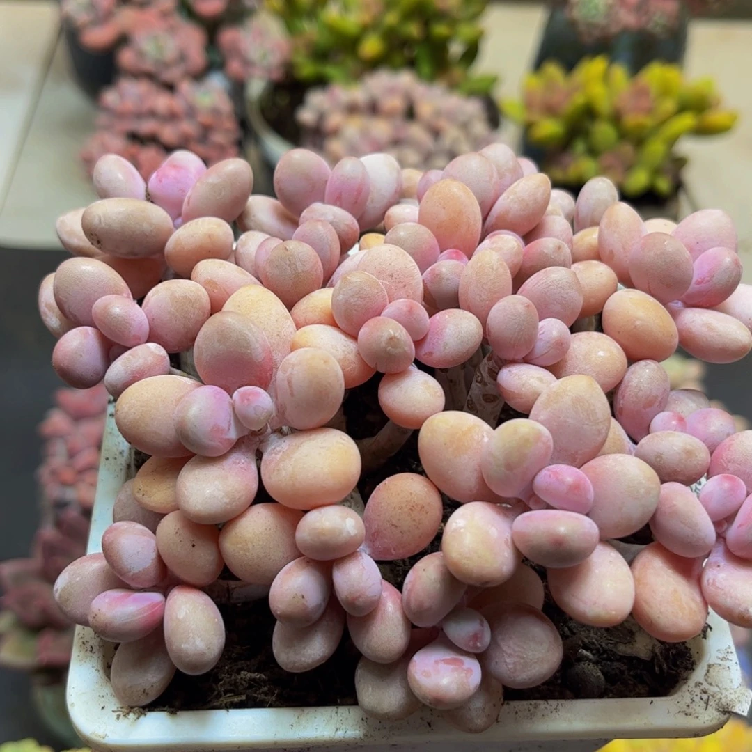 167糖果桃蛋13cm多肉