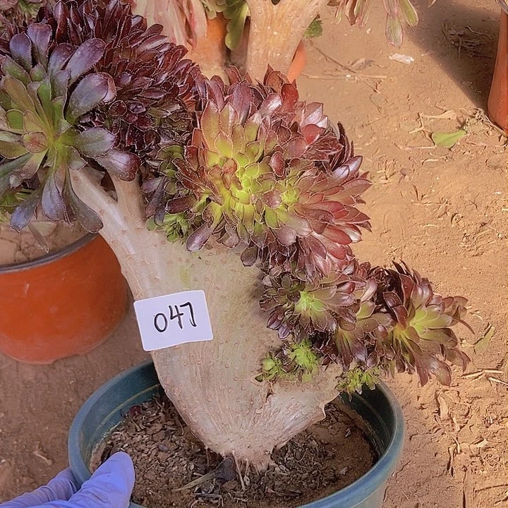 047黑缀化老板子法师缀微瑕疵