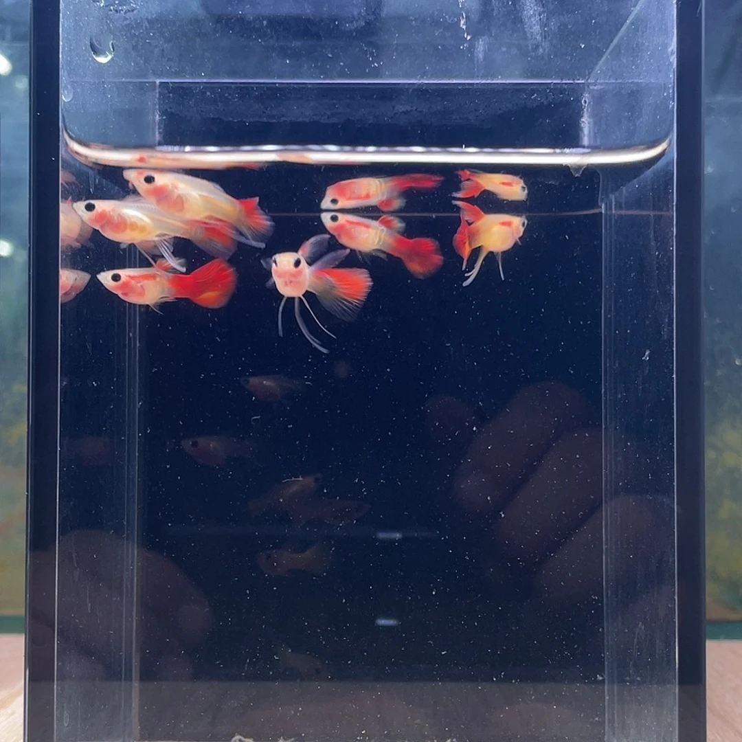 孔雀鱼银河琉璃大C三对