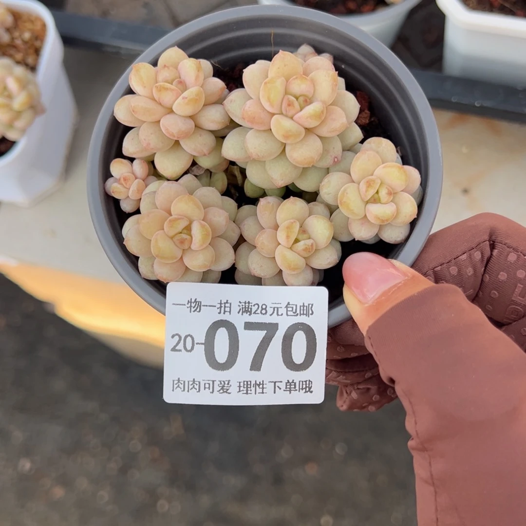 阳光玫瑰多肉多肉多肉多肉多肉