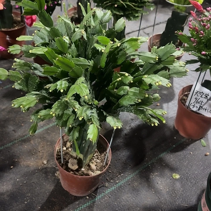 夏***夏当前无花栽培后可以开花