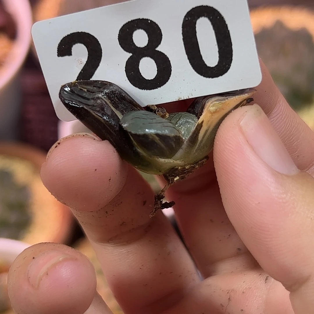 280红红火火恍恍惚惚