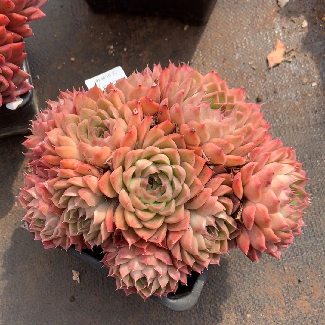 4863杂交精品基地19厘米