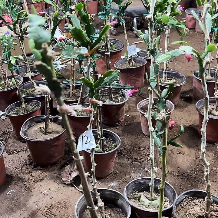 叶仙嫁接一层五颗脱盆发货无售后编号112