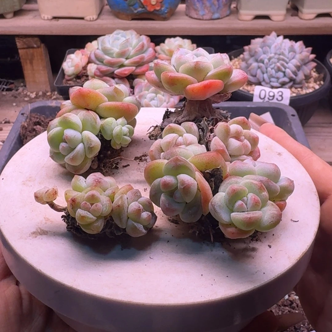 冰玉群3颗溏心60