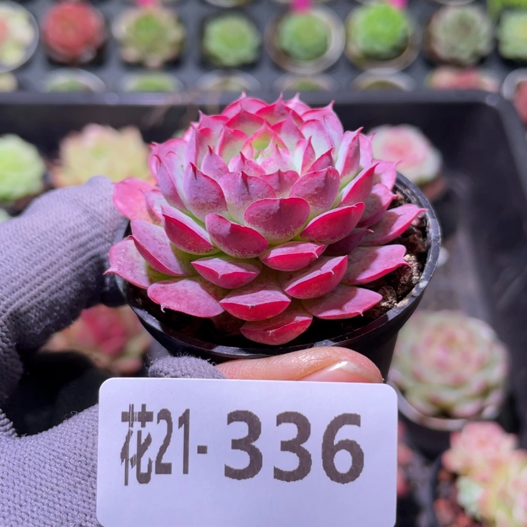 花利美21-336朱砂痣