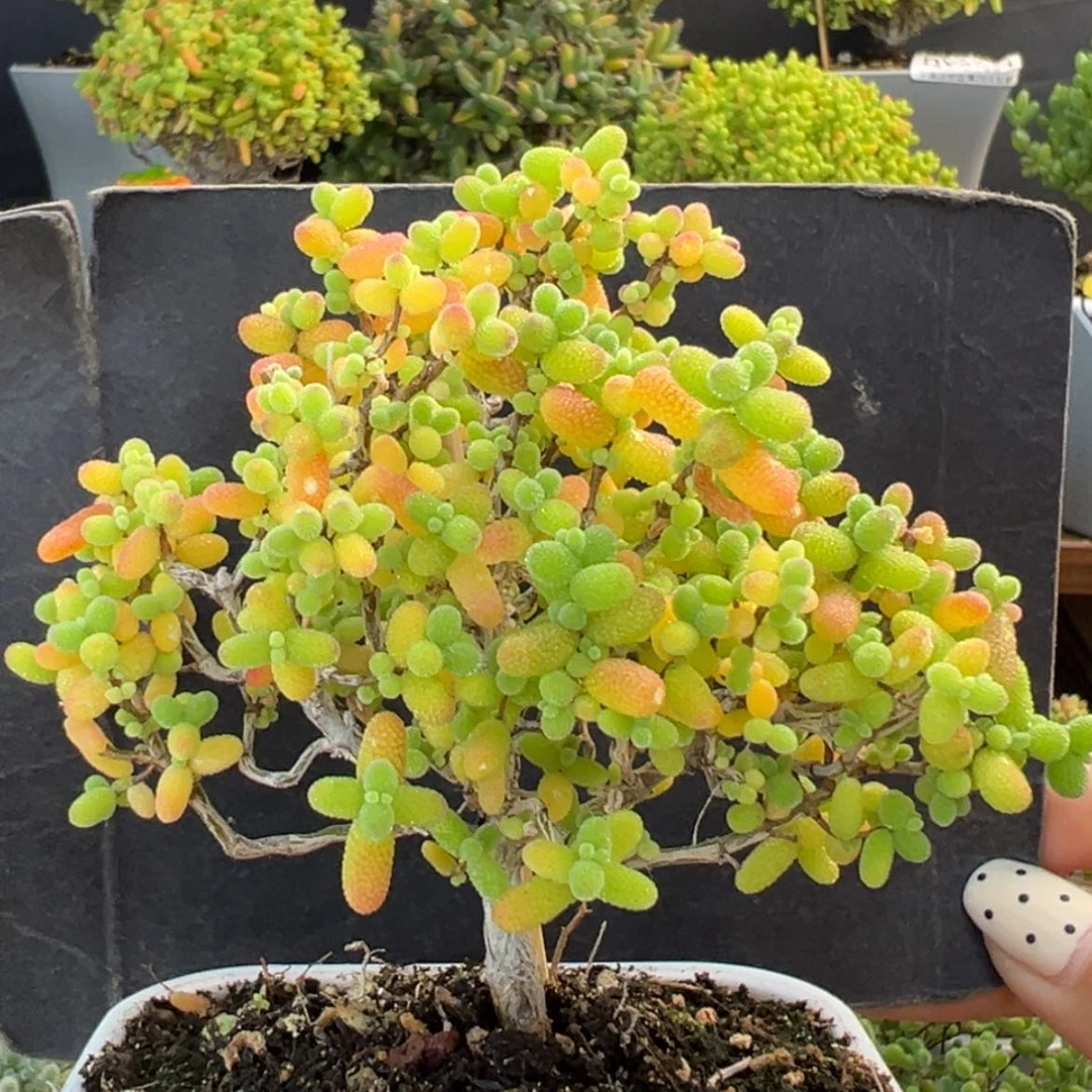 【闪购商品】开播炸 dy6554金桔糖球冠幅8.5c