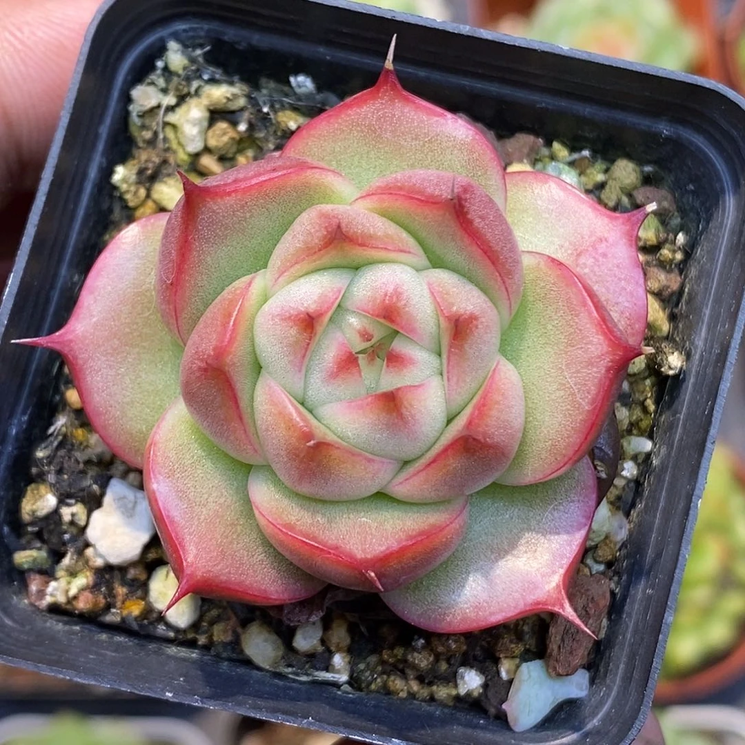 粉体玉玲珑30包邮非偏远