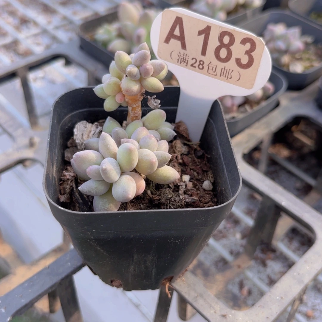 A183苹果奶杂交一物一拍