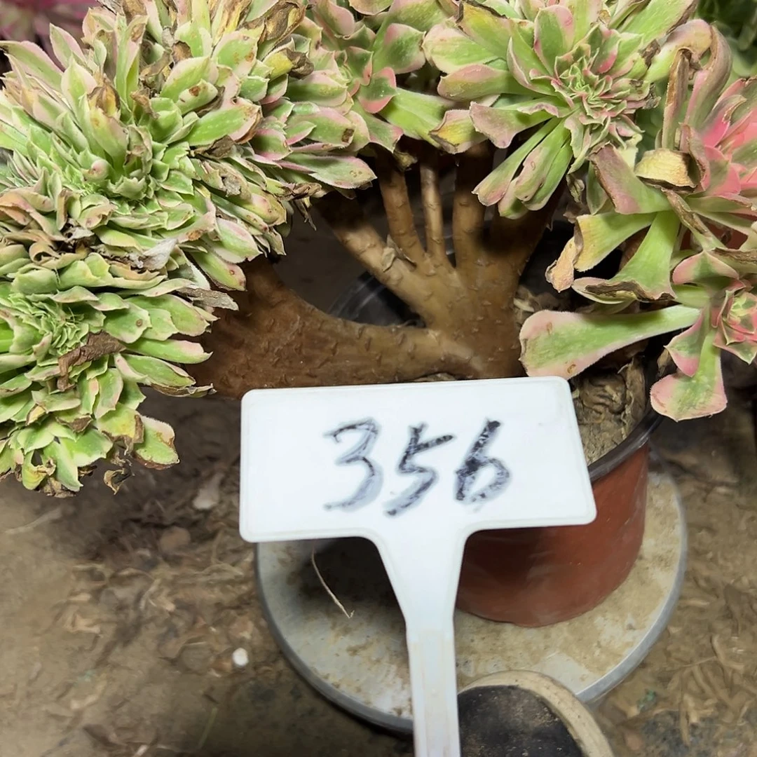 多肉植物粉女巫缀花356