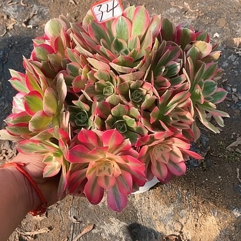 男神老桩捧花法师34