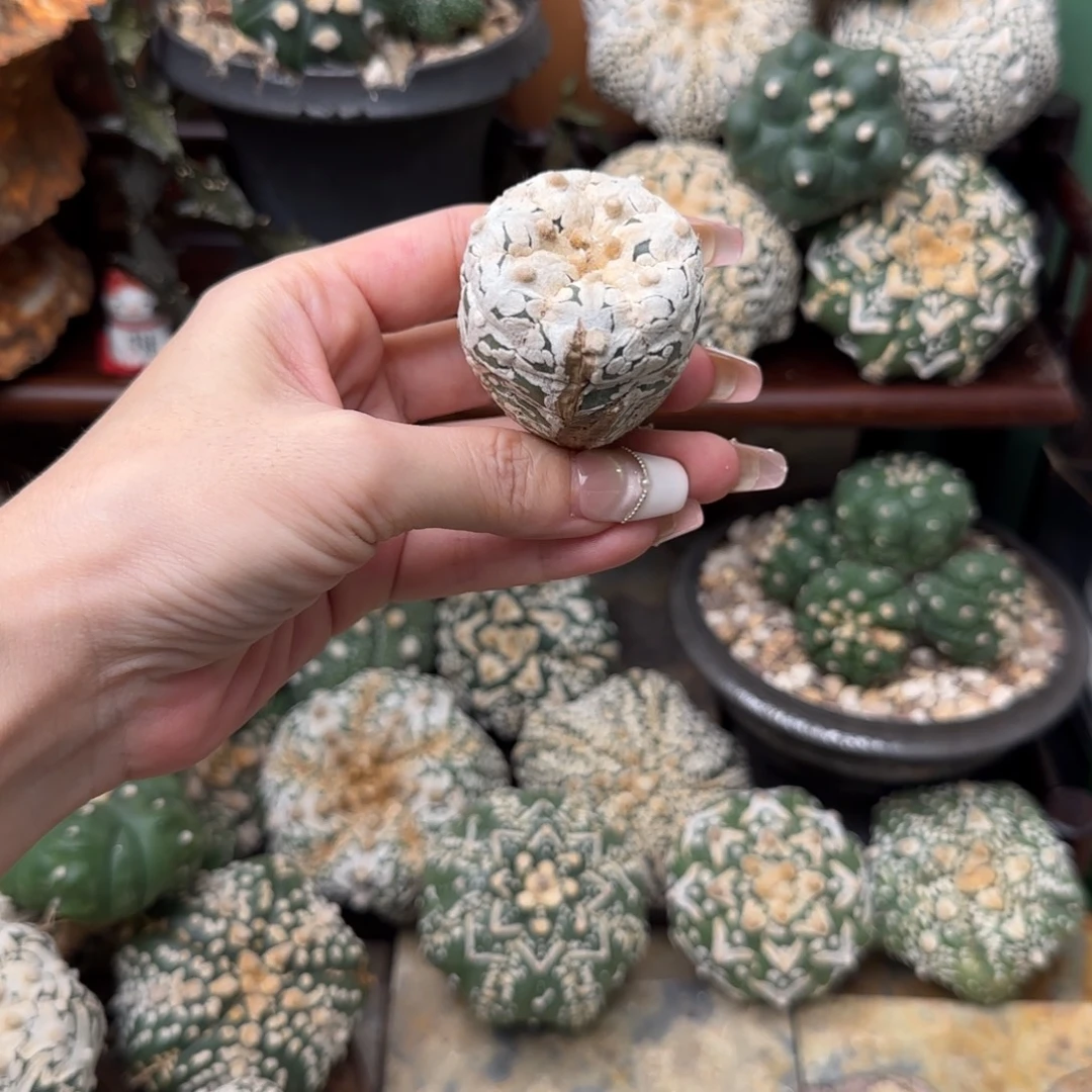 特价瑕疵练手用浓白兜