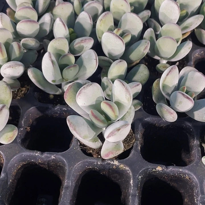 小乒乓1元带土发