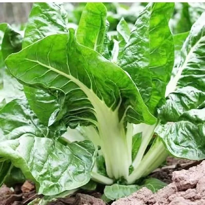 【白梗牛皮菜种子】厚皮菜根达菜种籽庭院阳台盆栽蔬菜种孑四季播