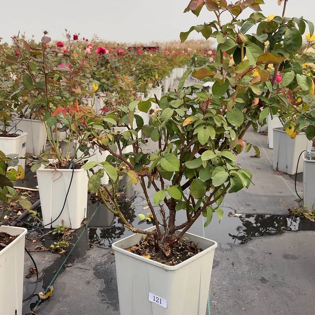 当前无花朵，栽培后可花朵121