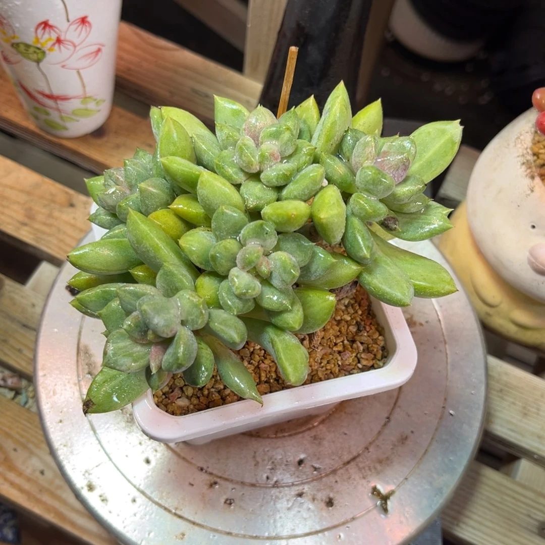红象牙石化多肉dudunvb