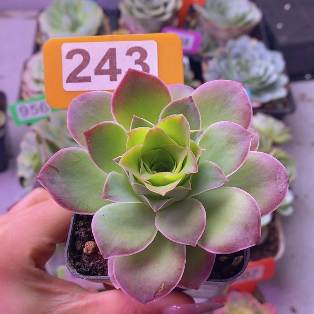 金陵玫瑰一物一拍243