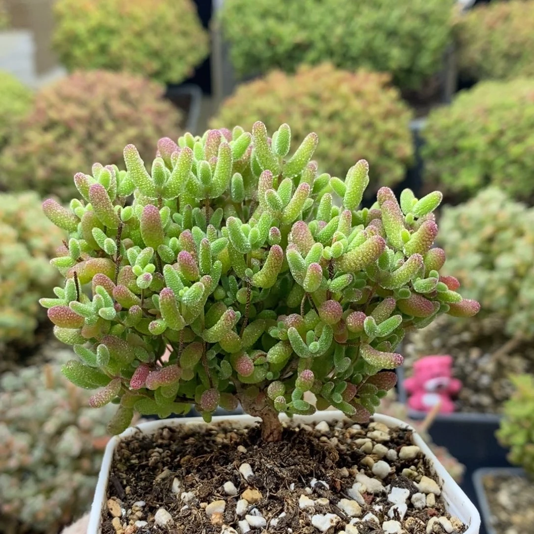 ?****蜜橘糖球2037枝干番杏