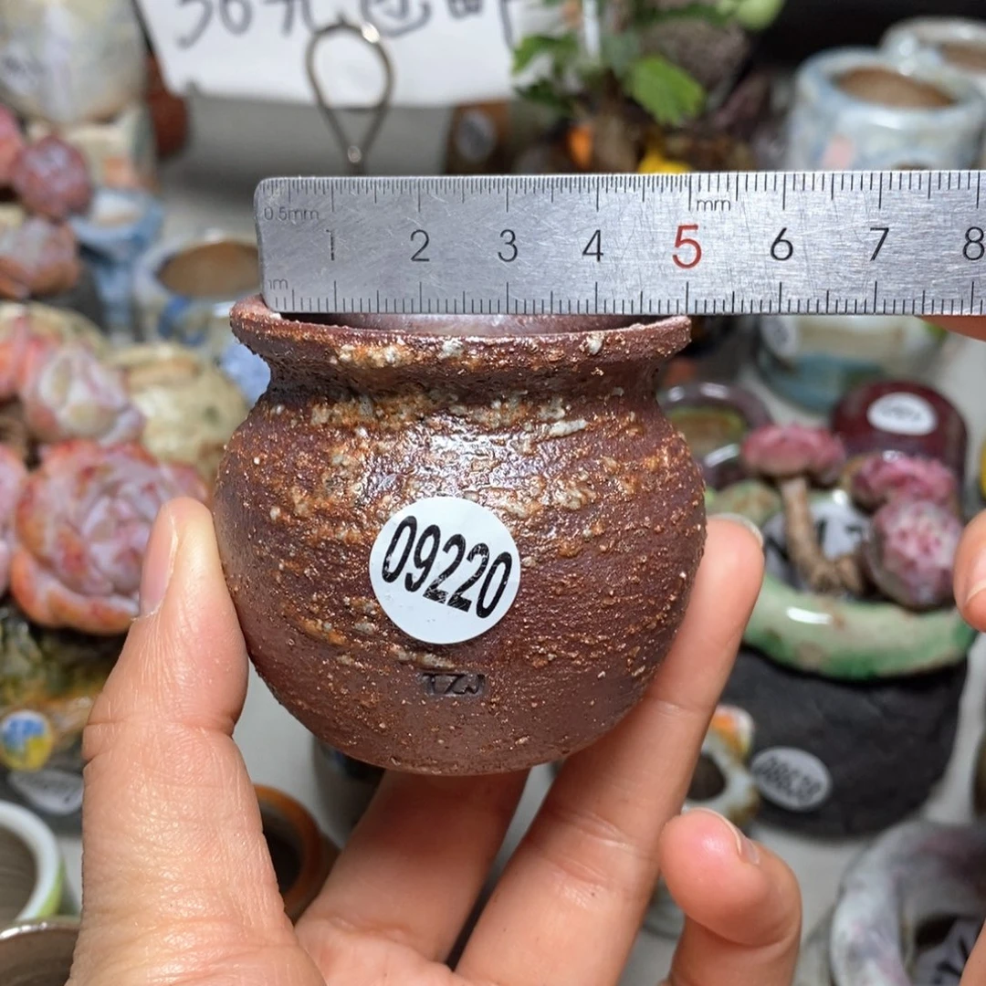 花盆拍5送一个小礼物