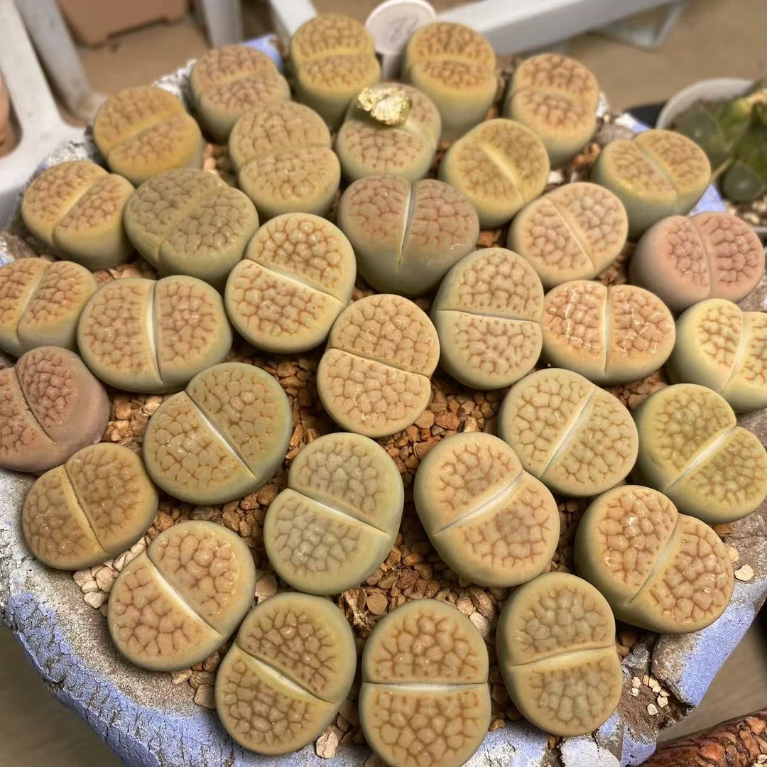 83多肉植物生石花一颗