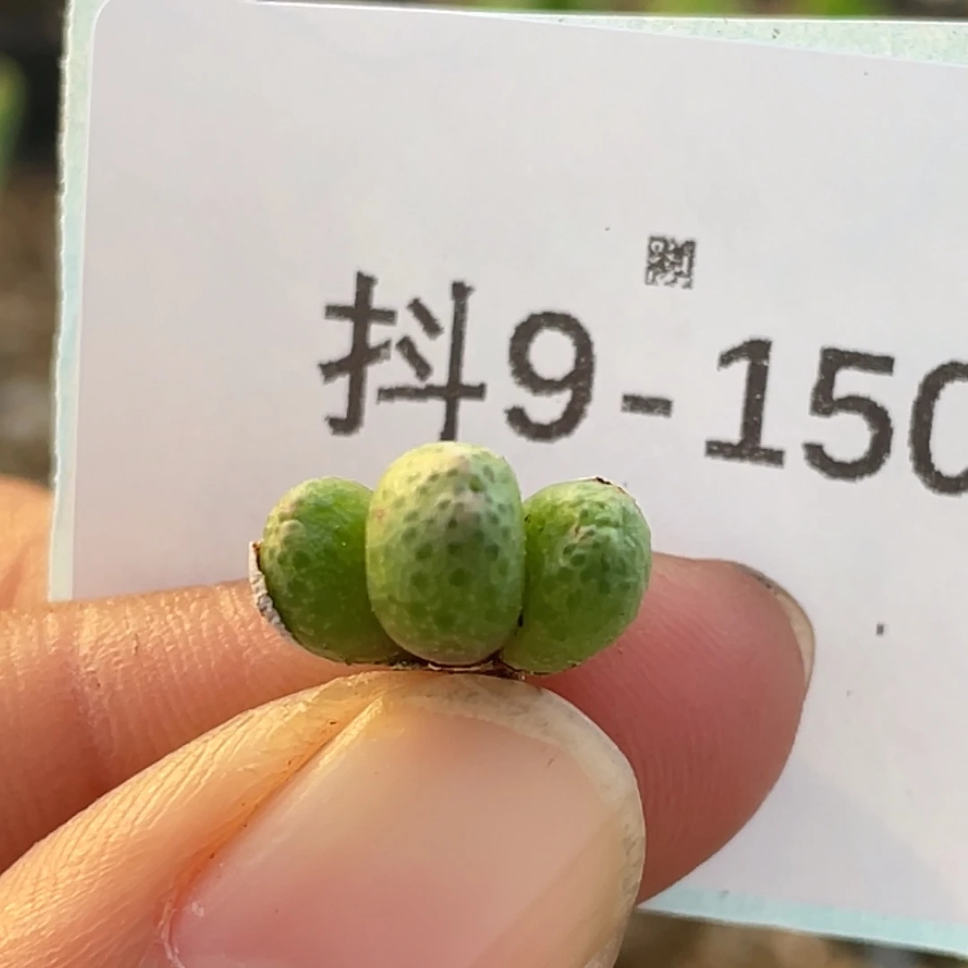 9-150斑马多肉植物