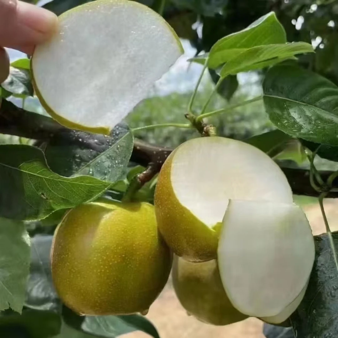【枫香悠果】 砀山青皮花蜜梨4.5斤 顺丰快递 新鲜采摘脆甜解渴