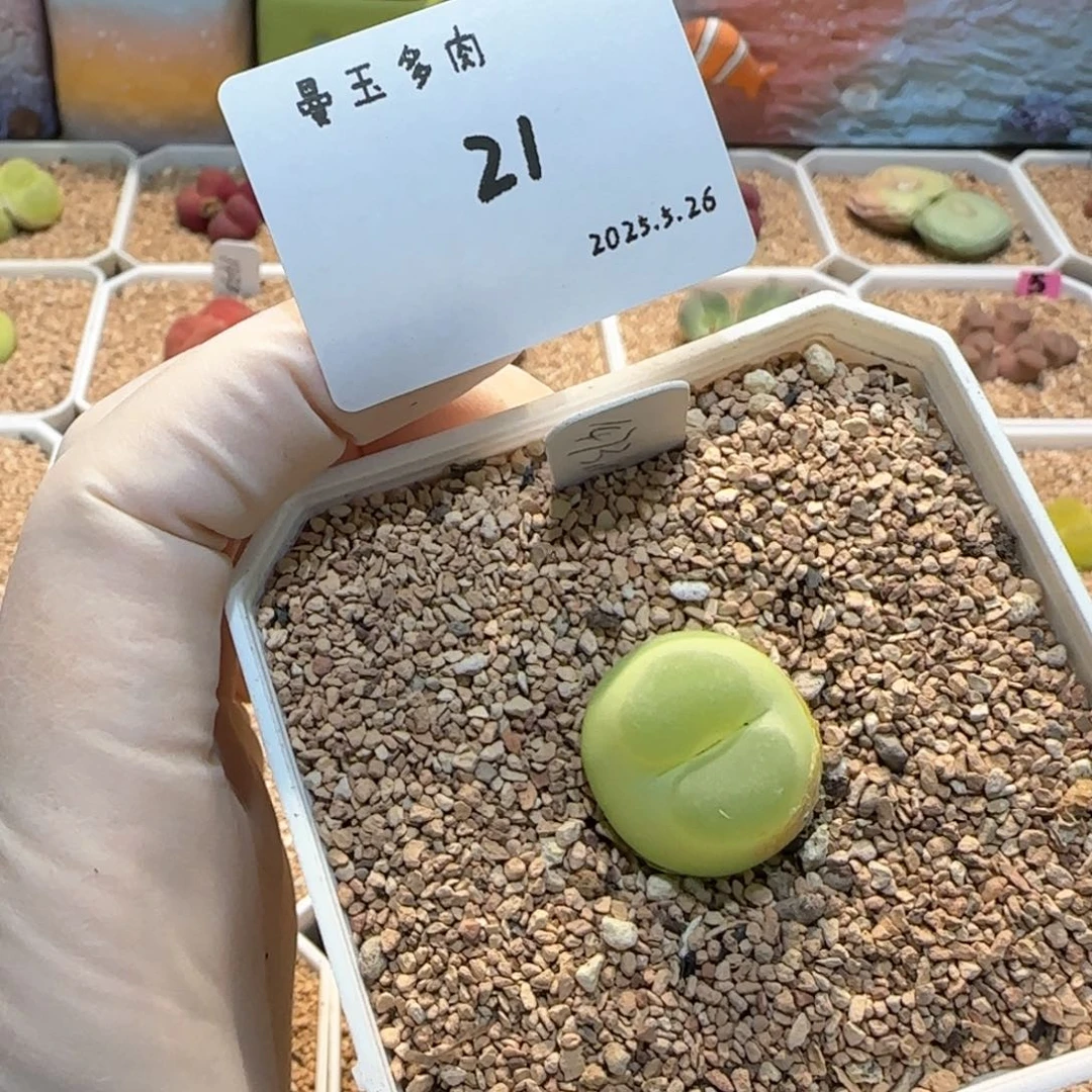 i*包多肉多肉多肉5.26-021