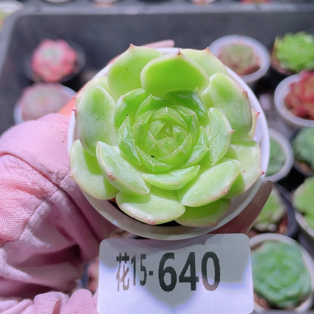 花利美15-640新品