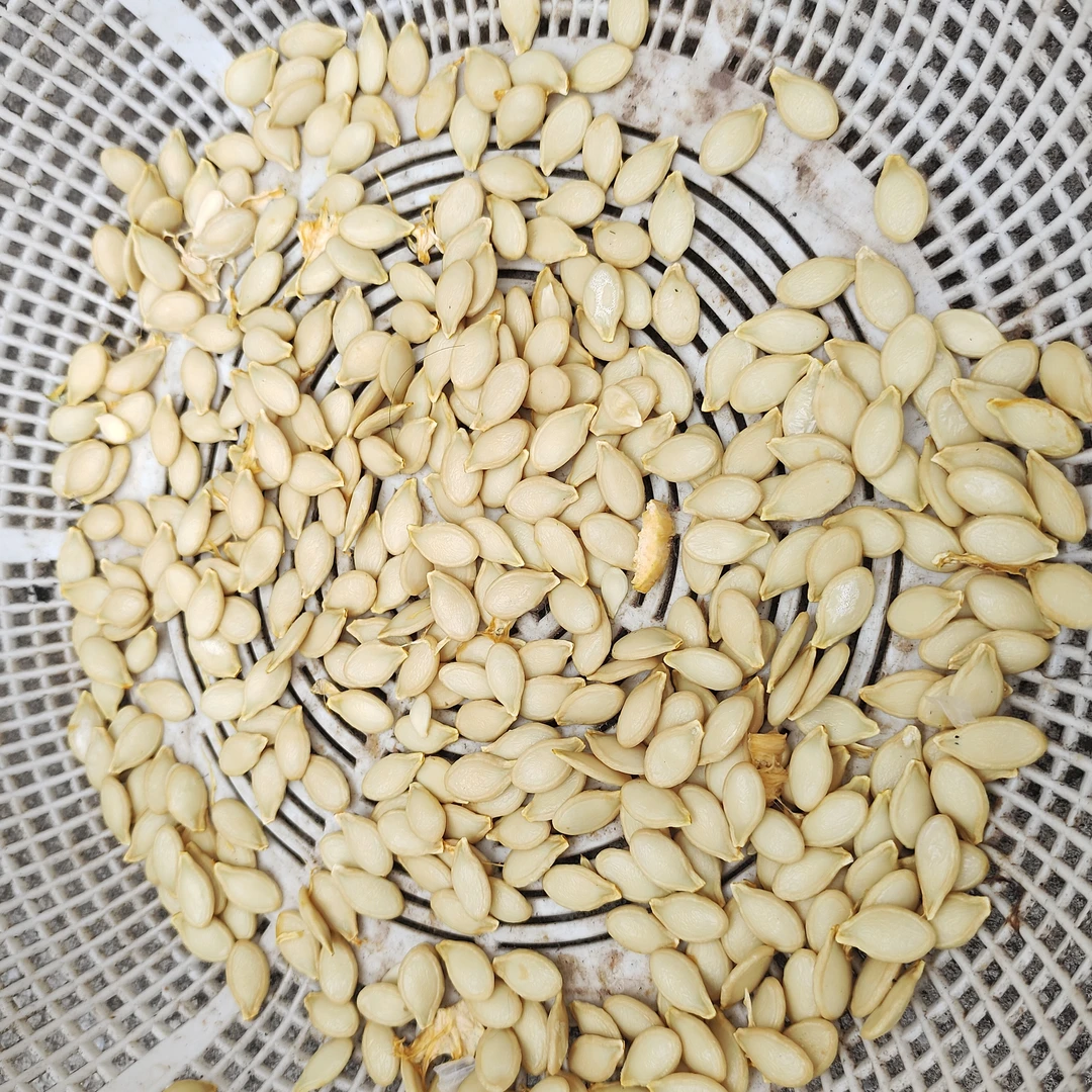 重庆农家自然晒干脑瓜子原味包邮