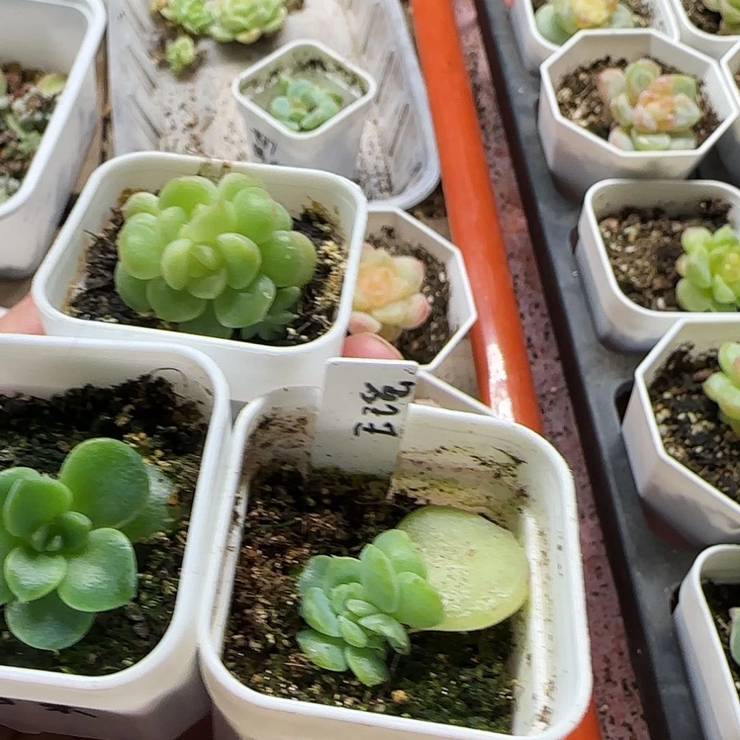 琳***裴P26/香菜／玉瑶疑似