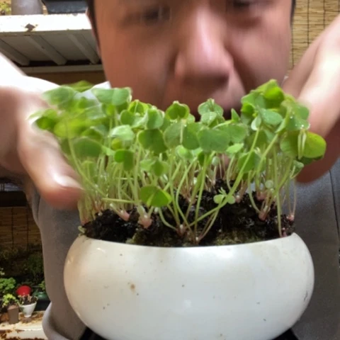 红陶姬***?一物一拍所见即所得246