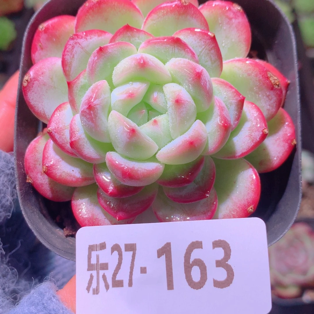 乐然27-163 白桃汽水 微瑕