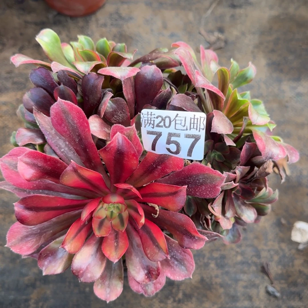 蒙娜丽莎757满20包邮断枝不包