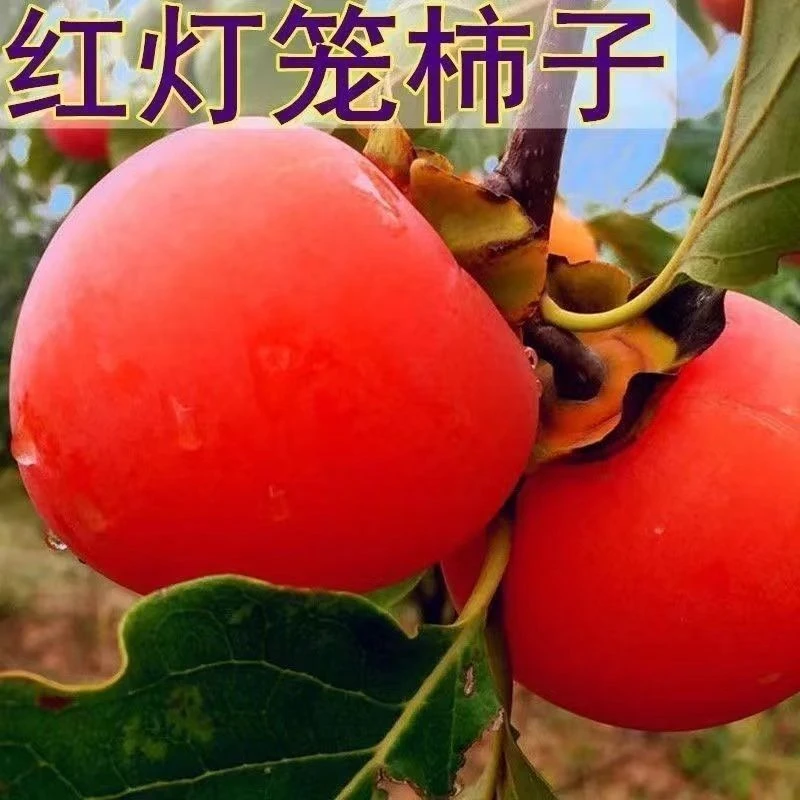红灯笼老品种做柿饼软糯耐寒耐旱南方北方种植盆栽庭院大果纯甜
