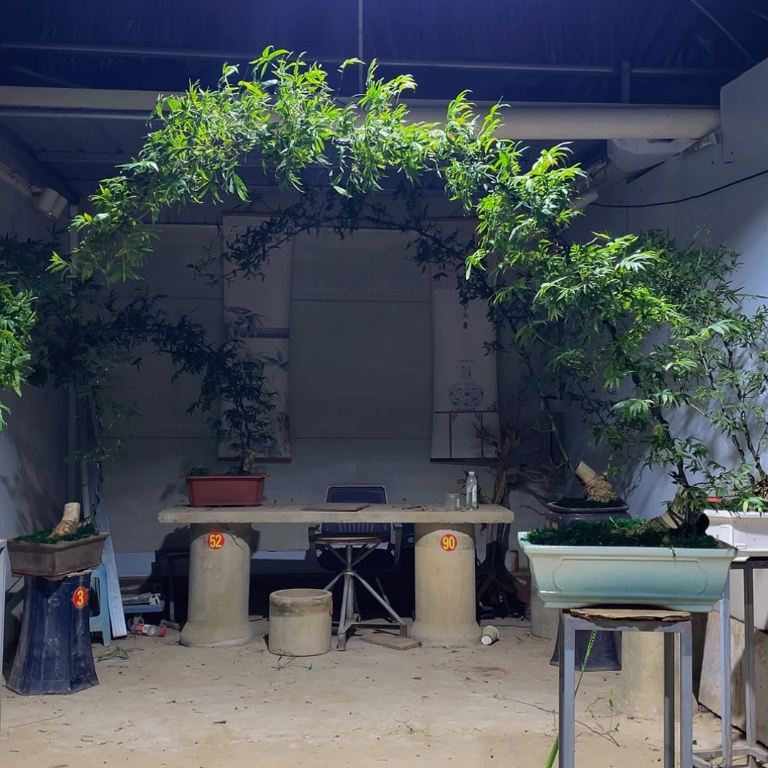 @***R无花朵小叶簕竹熟桩陶瓷盆一物一拍