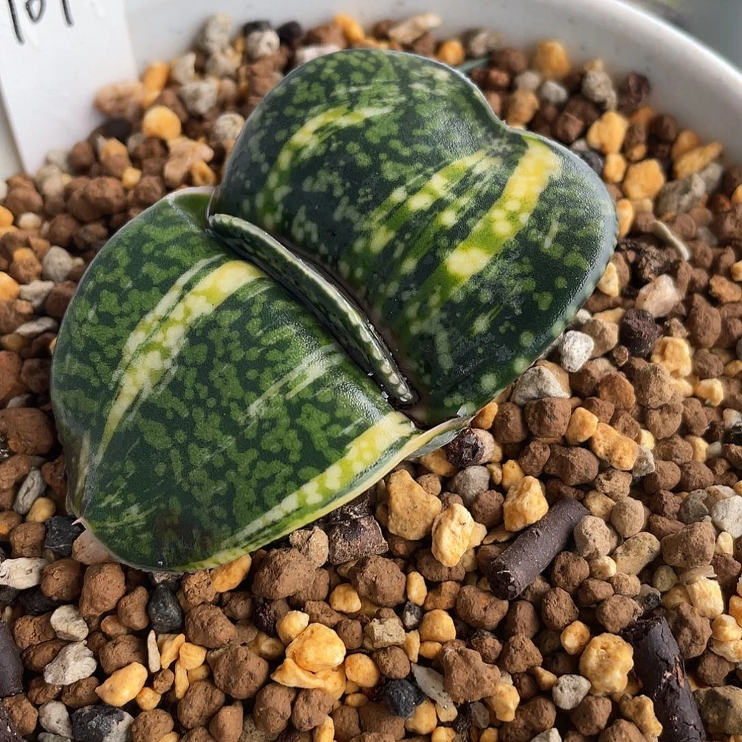 107脱土发货1111111