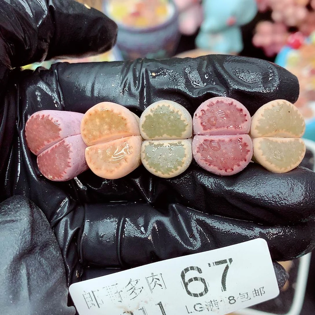 郎哥多肉生石花11-67