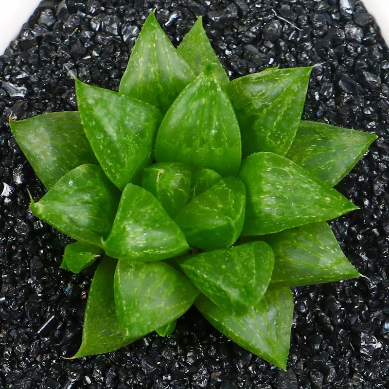 【满9.9包邮】玉露寿6.5cm盆多肉植物以直播间展示为主