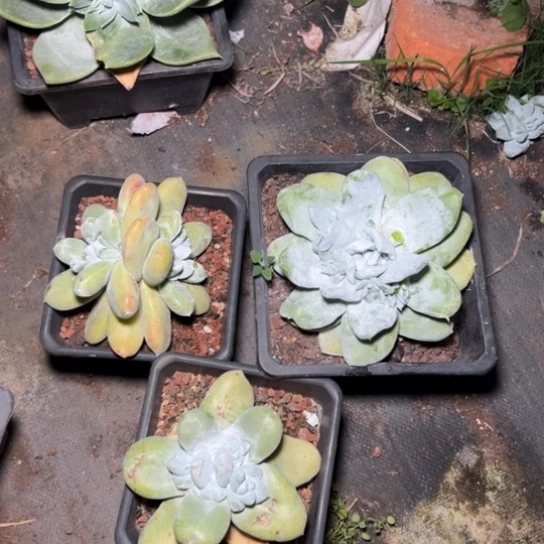 E*a谢谢姐姐～一物一拍3624.3625.3626