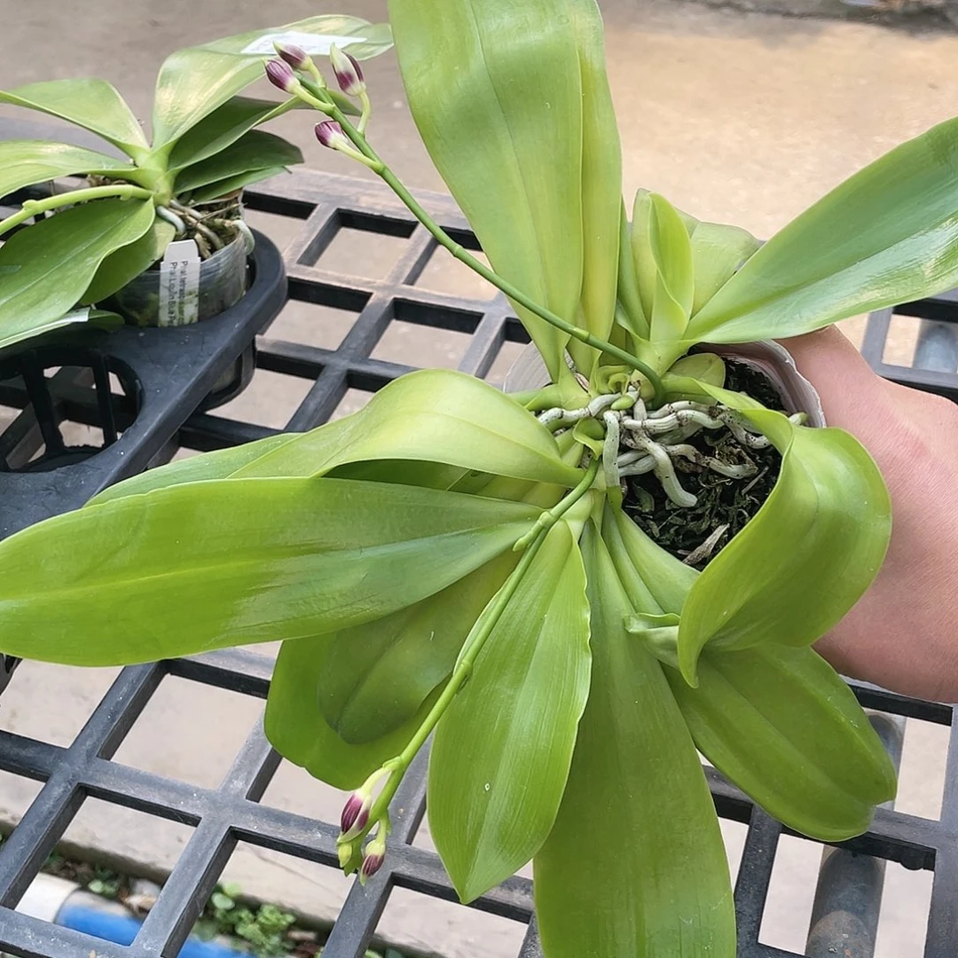 完全开放多苗福利出