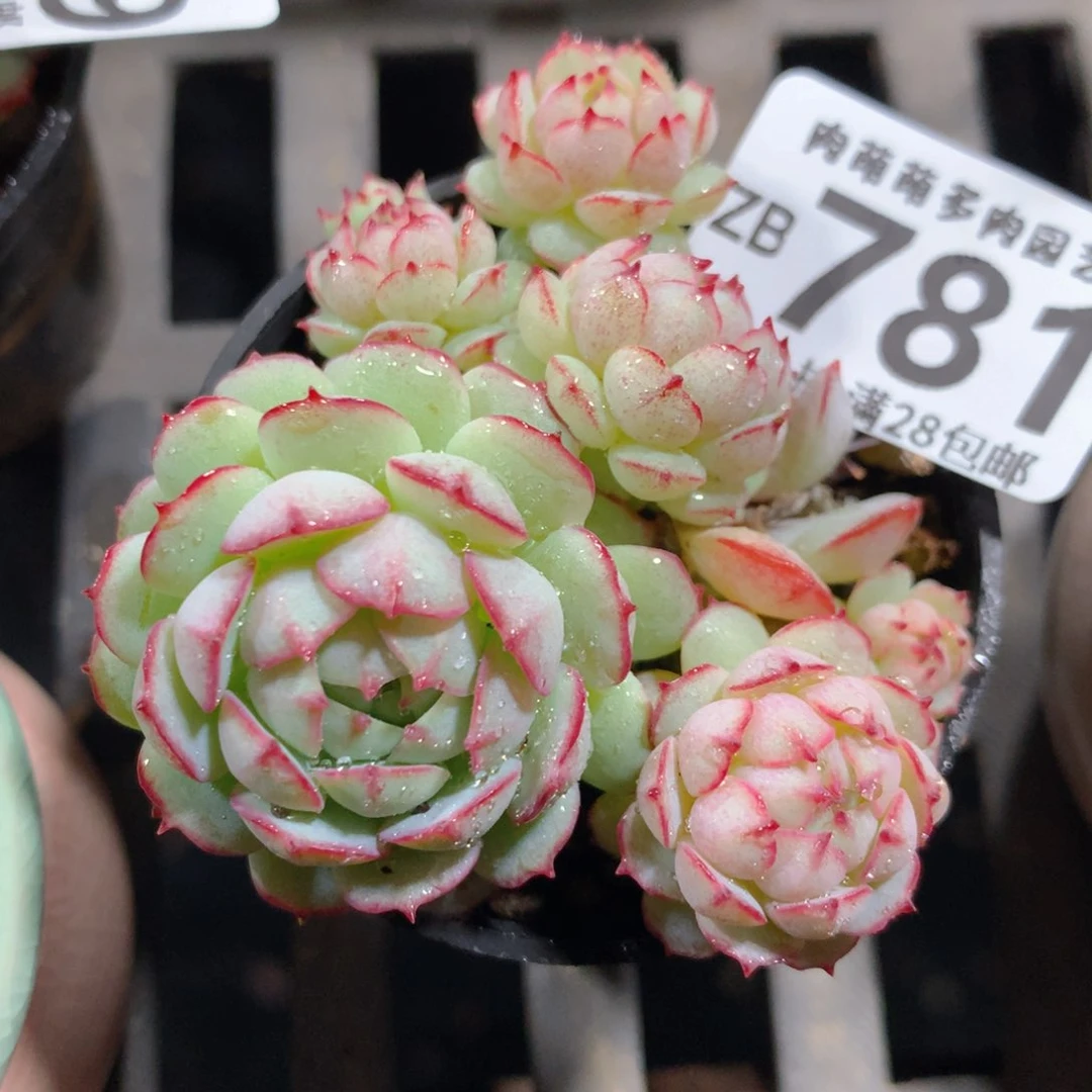 5CM拇指盆精控多肉ZB781