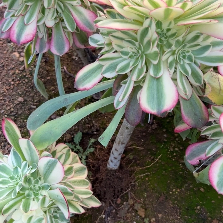 多肉植物嫁结荔枝不售后