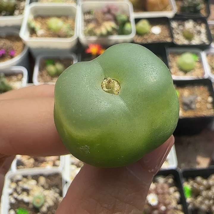 拉登2.6+多肉植物248