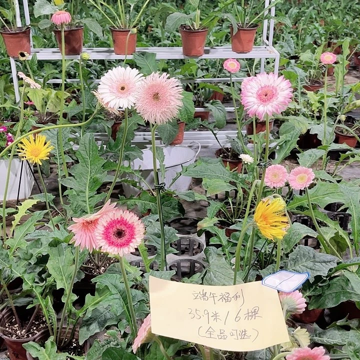 无花朵端午福利35.9米6棵（全部可以选¥