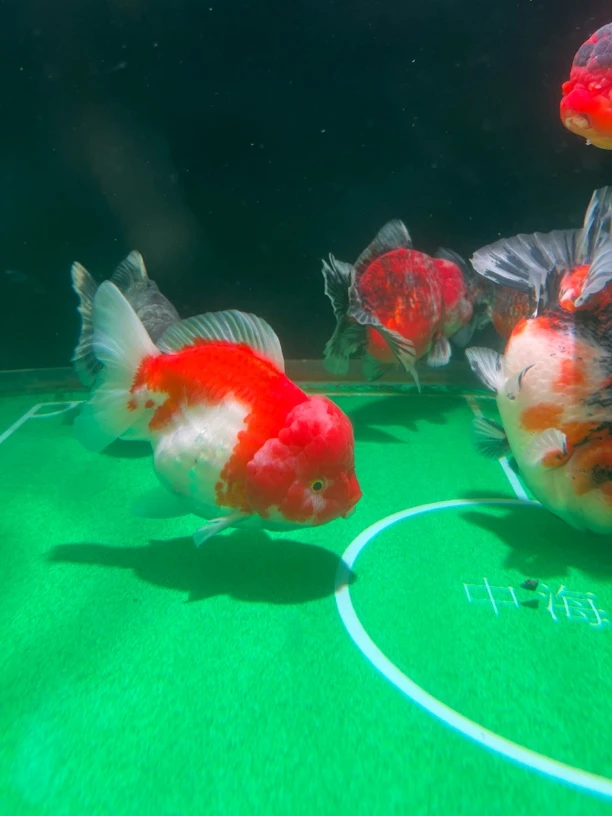 兰寿泰狮等多种金鱼冷水观赏鱼苗好养鸿运当头金鱼耐活新奇宠物