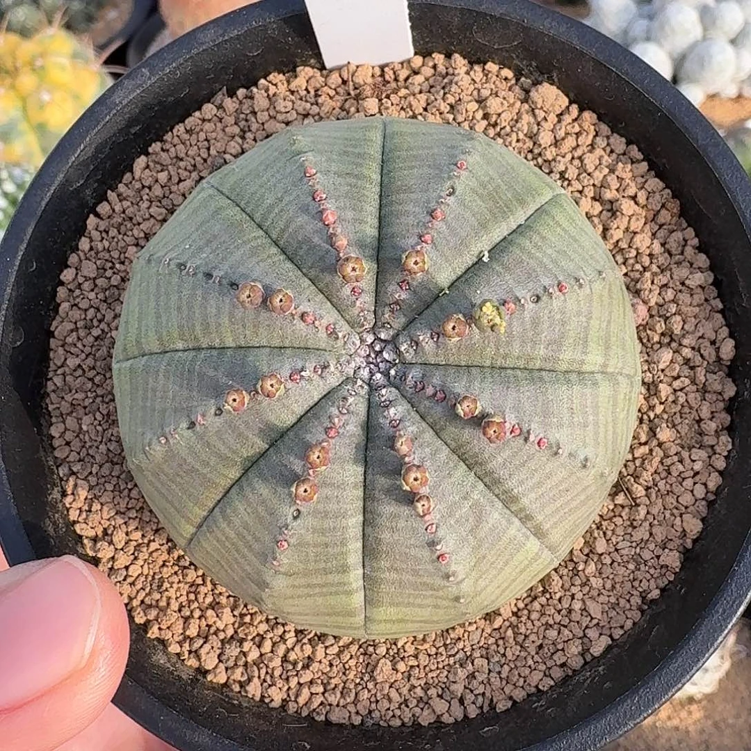 114号实生欧布仙人球